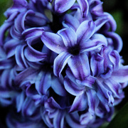 Hyacinth_card
