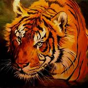 Tigerlg_card