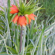Bellflower1_card