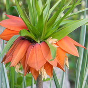 Bellflower2_card