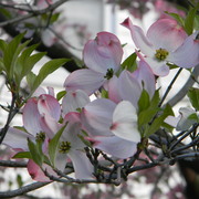 Pinkdogwood_card