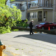 Treedown2_card
