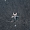 Star_fish_thumb