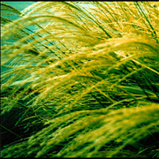 Wheat_card