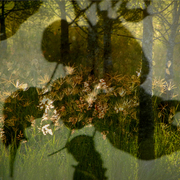 Silhouette_7
