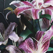 Woi_lily_i_ok_copy_card