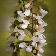 Locust_blooms_card