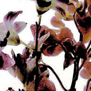 Orchid_i_card