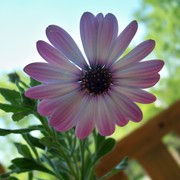 100_0196_card