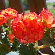 100_0198_card