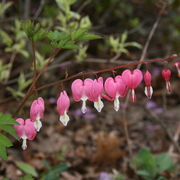 Img_9068_card