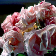 More_roses_card