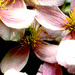 Pale_petals___square