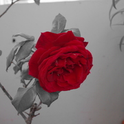 Imgp2881_card