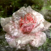 Rose_water_card