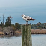 Sea-gull_card
