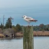 Sea-gull_thumb