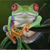 Tree_frog_thumb
