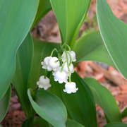 Lilyofthevalley_card