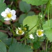 Strawberryblooms_card