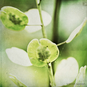 Podswm_card