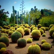 Cactusfinaldisplay_card