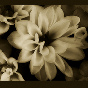 Dahlia_card