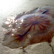 Beach_jelly_card