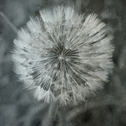 Foto_card