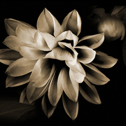 Dahlia_ii_card