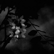 Evening_blooms_card