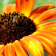 Sunflower_8x11_card