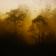 Morning_light_card