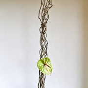 Ikebana197_card