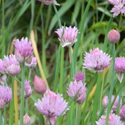 Chives_card