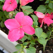 Impatiens_card