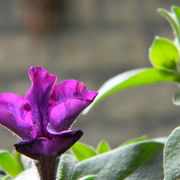 Petunia_card