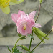 Pinkcolumbine_card