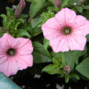 Pinkpetunia_card