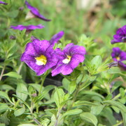 Purplecalabrachao_card