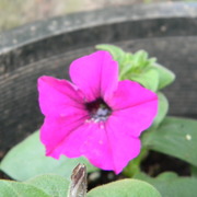 Purplepetunia_card