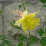 Yellowcolumbine_card