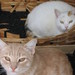 Picture_092_square