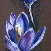 New_crocus_card
