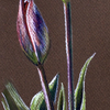 Tulip_thumb