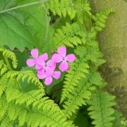 Chineselanternplantblooms_card