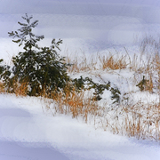 Winter_moods_card