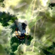 Butterfly_s_flight