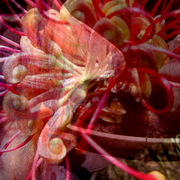 Red_scenter_2_card