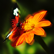 Orange_flower_and_butterfly__card